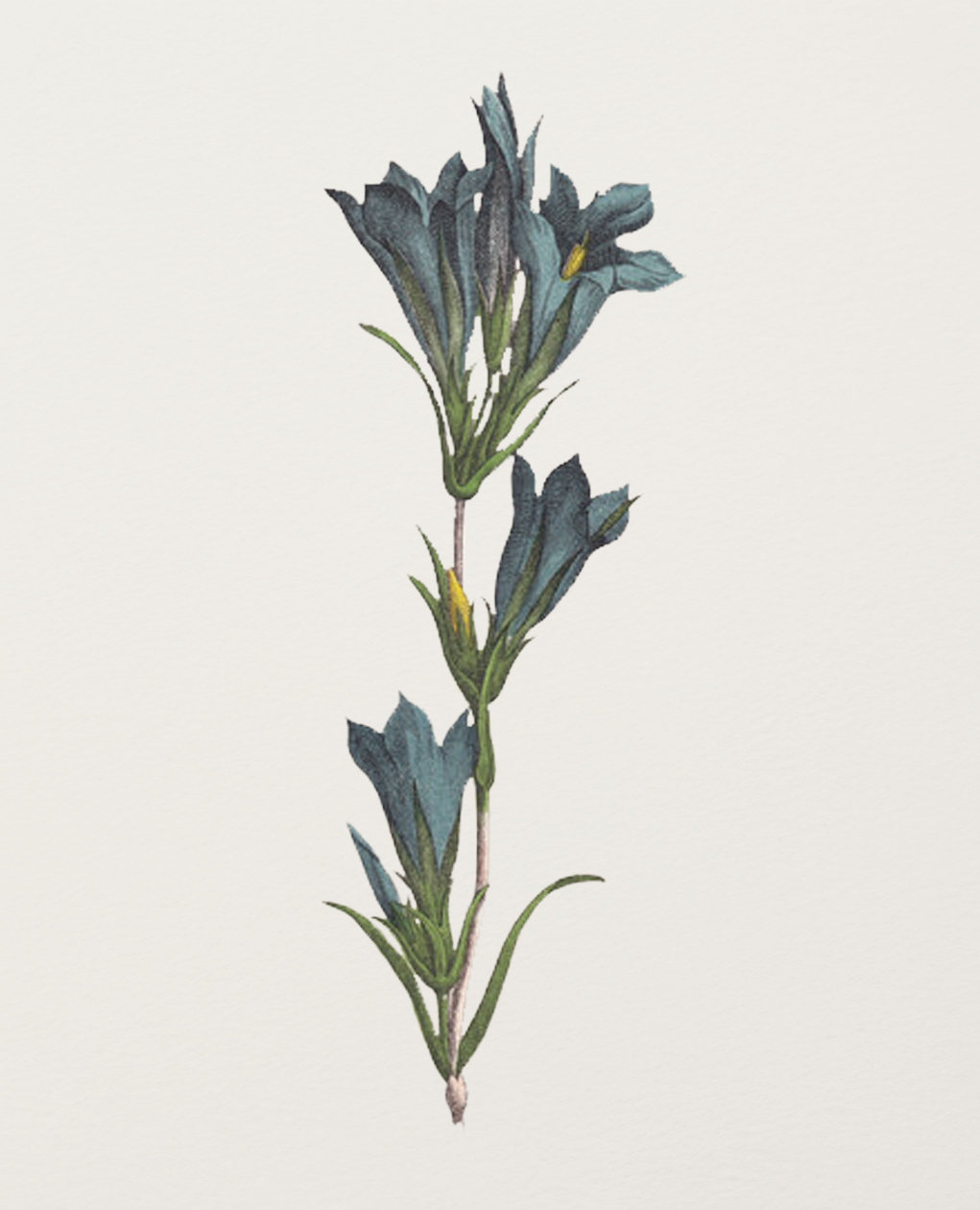 Erbe-Herbosium-Genziana